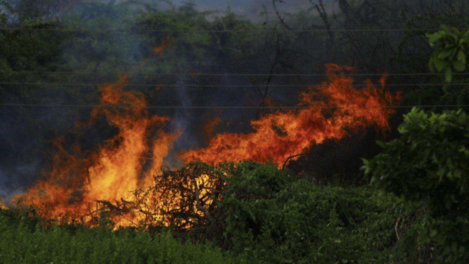 Emergenza incendi Piemonte: Azione propone due soluzioni a Fondazione CRC e Regione Piemonte per non avere un altro caso Valdieri